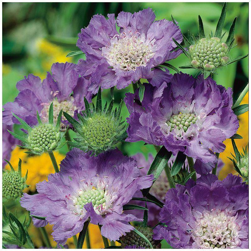 Scabiosa caucasica fama deep blue