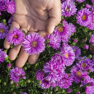 Aster d'automne 'Rose d'Anjou' - Aster Novi-Belgii