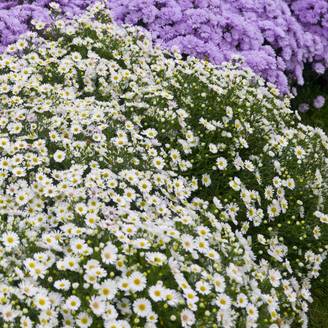 Aster nain d'automne blanc 'Niobe'