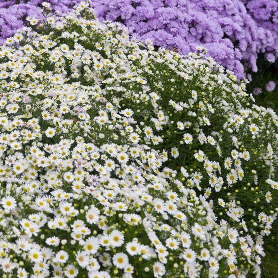 Aster nain d'automne blanc 'Niobe'