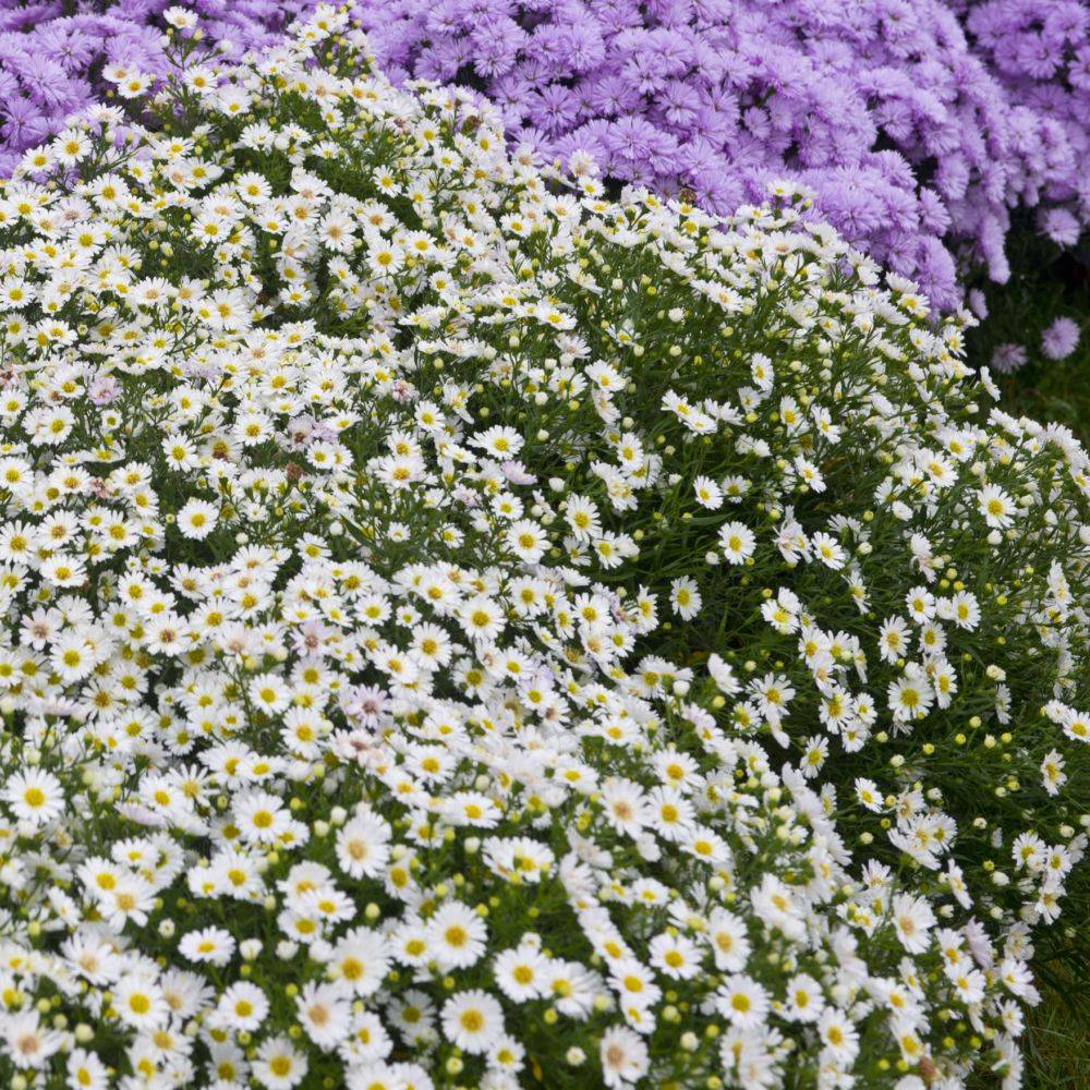Aster nain d'automne blanc 'Niobe'
