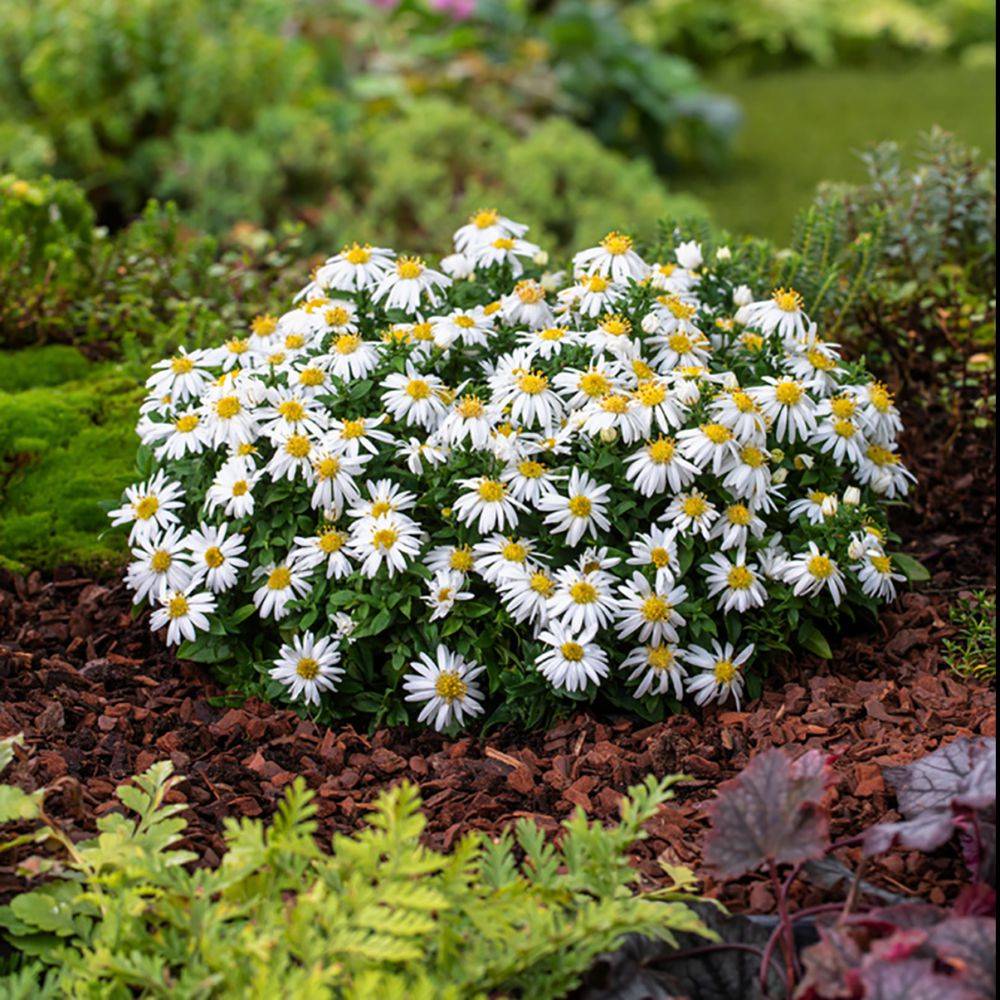 Aster nain d'automne blanc 'Niobe' - Image 2