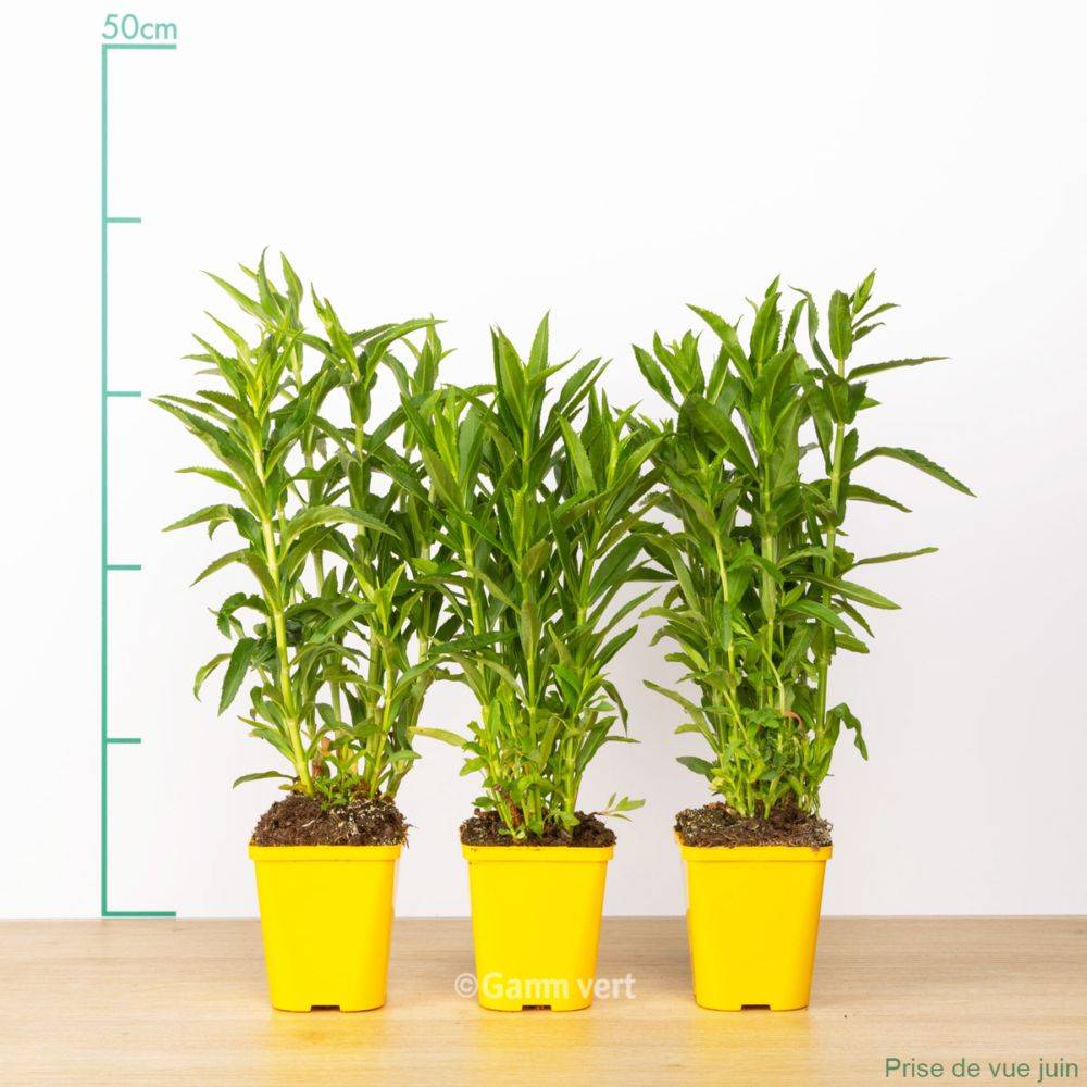 Physostegia virginiana alba - Image 1