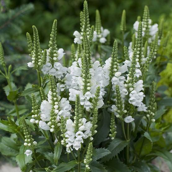 Physostegia virginiana alba - Image 2