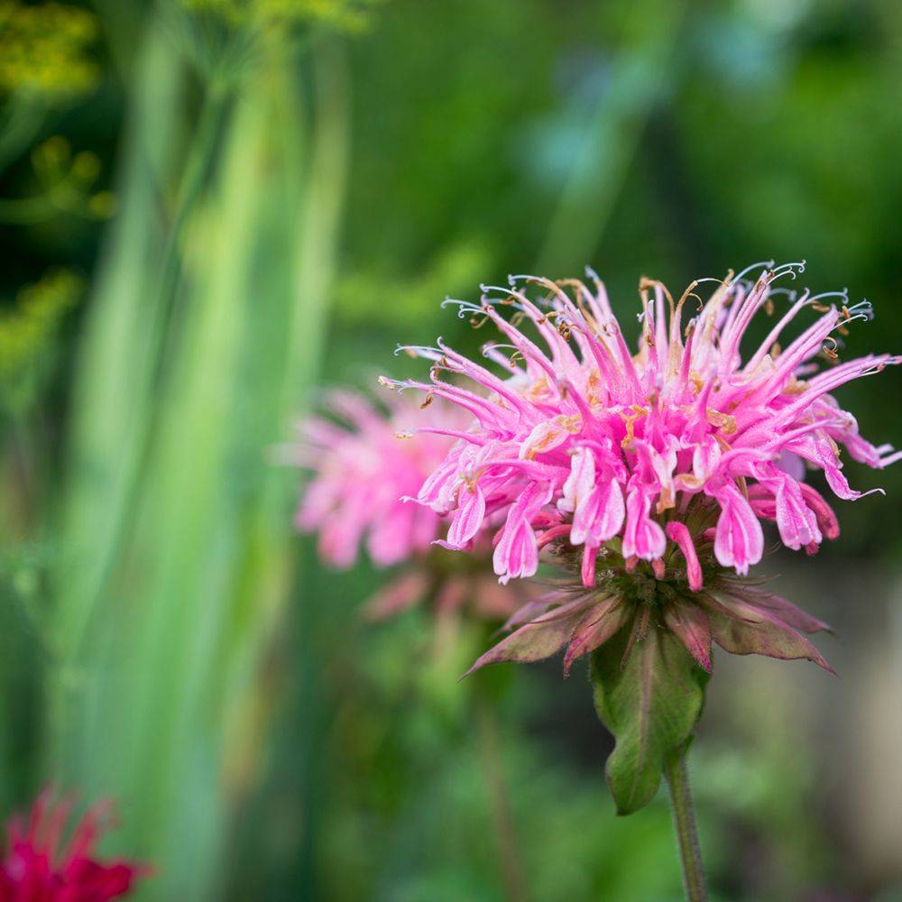 Monarde Croftway Pink - Monarda lot de 3
