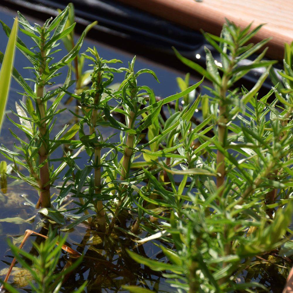 Plante aquatique Mentha cervina - Menthe des cerfs - Image 2