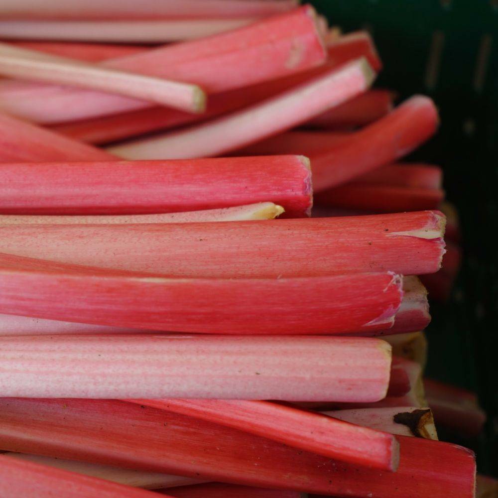 Rhubarbe à côtes lot de 3 - Image 3