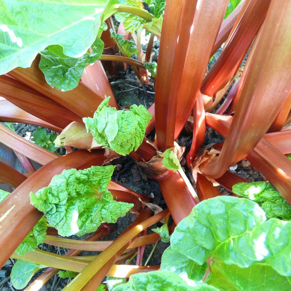 Rhubarbe à côtes lot de 3 - Image 5