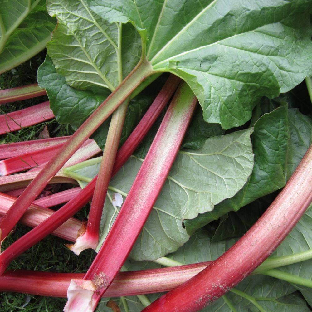 Rhubarbe à côtes lot de 3 - Image 6