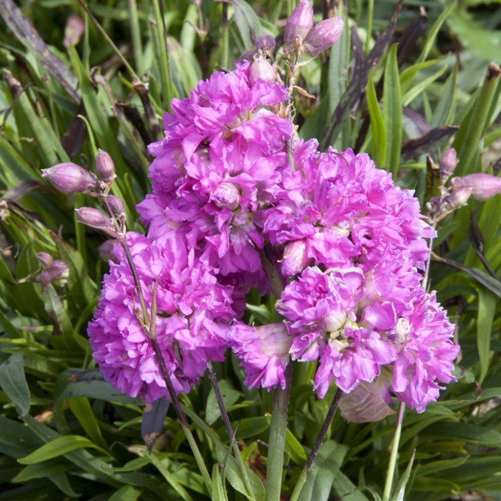 Lychnis viascaria fleurs doubles carmin