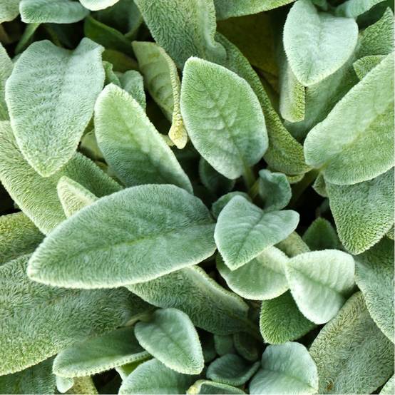 Stachys byzantina - Oreille de lapin - Image 3