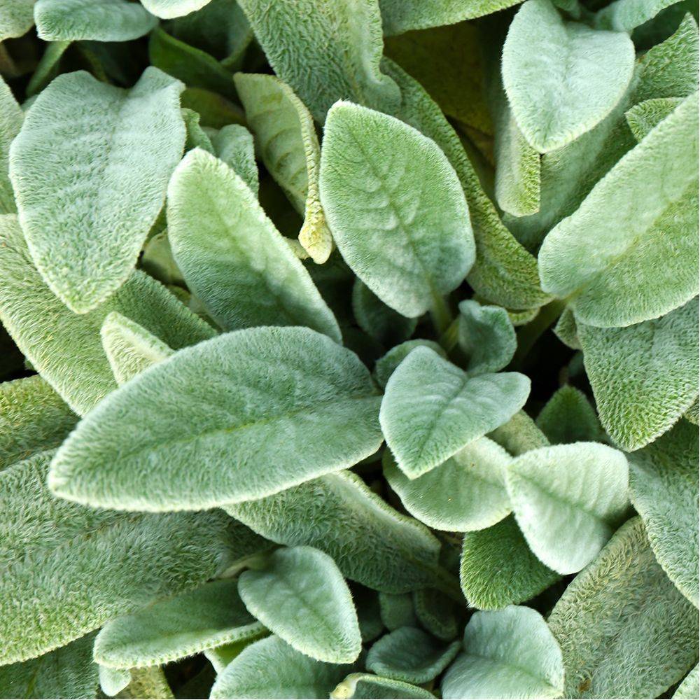 Stachys byzantina - Oreille de lapin - Image 3