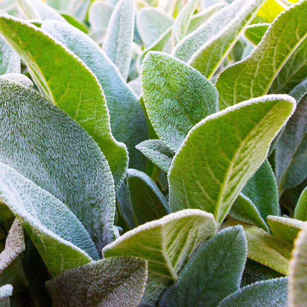Stachys byzantina - Oreille de lapin - Image 4