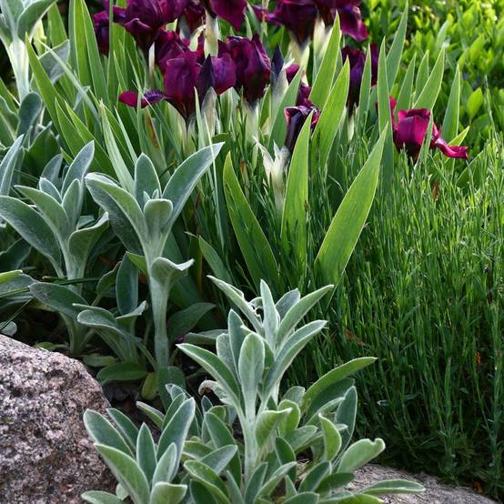 Stachys byzantina - Oreille de lapin - Image 2