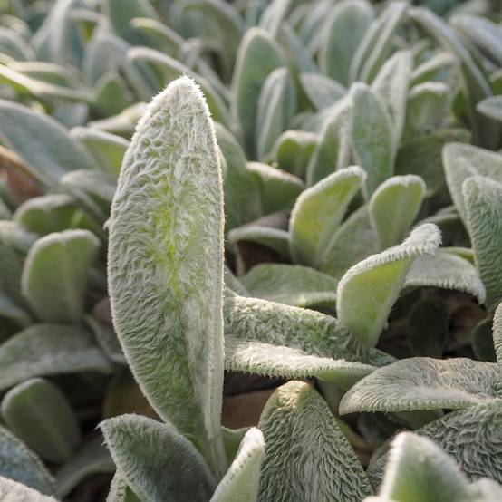 Stachys byzantina - Oreille de lapin - Image 5
