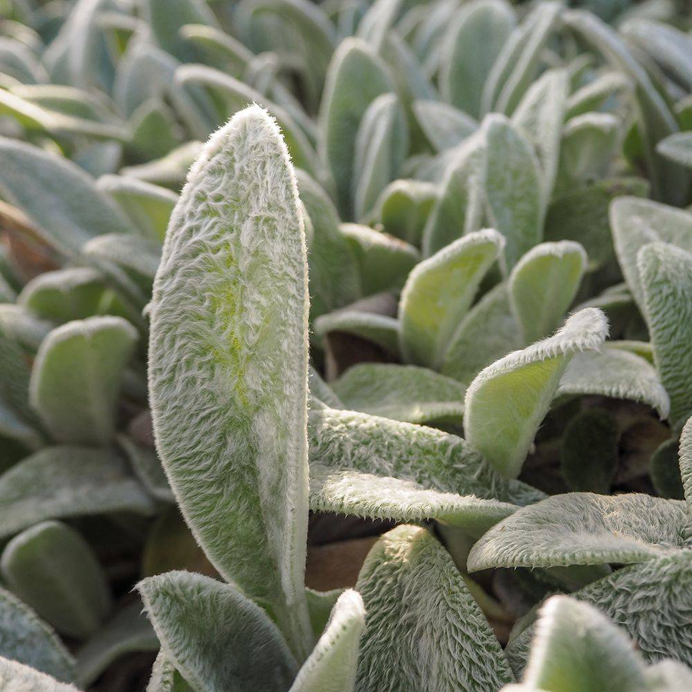 Stachys byzantina - Oreille de lapin - Image 5
