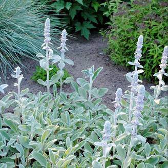 Stachys byzantina - Oreille de lapin