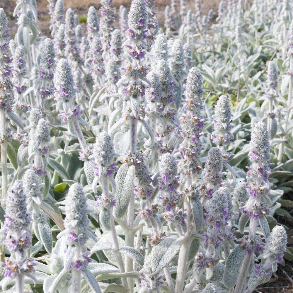 Stachys lanata - Oreille d'ours - Image 2