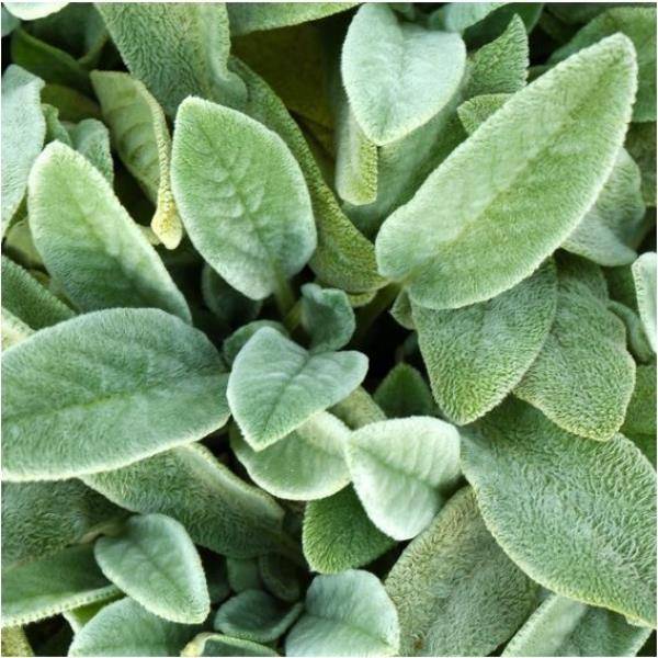 Stachys lanata - Oreille d'ours - Image 1