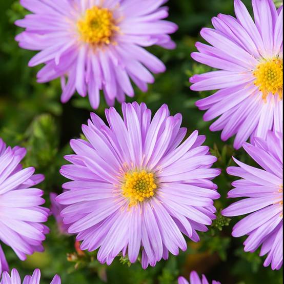 Aster nain d'automne rose 'Marjorie' - Image 3