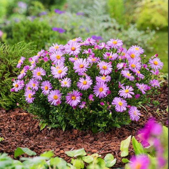 Aster nain d'automne rose 'Marjorie' - Image 1