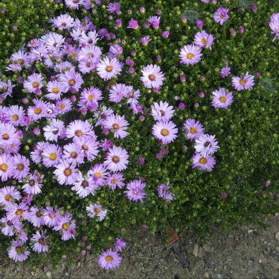 Aster nain d'automne rose 'Marjorie' - Image 2