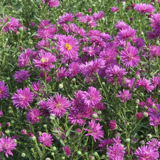 Aster d'automne 'Freda Ballard' - Aster Novi-Belgii - Image 1
