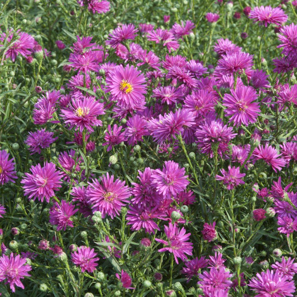 Aster d'automne 'Freda Ballard' - Aster Novi-Belgii - Image 1