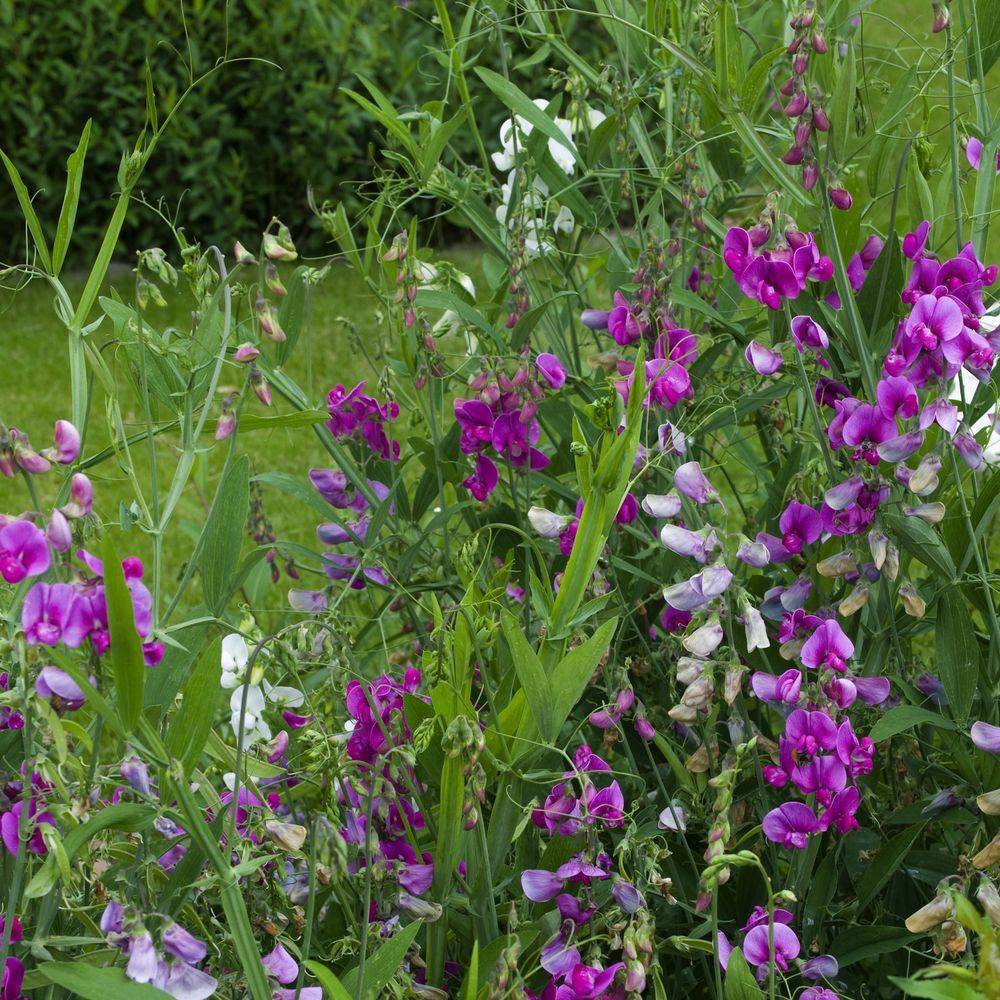 Lathyrus latifolius