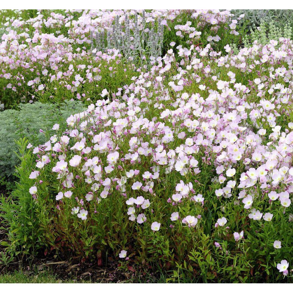 Oenothère rose - Image 2