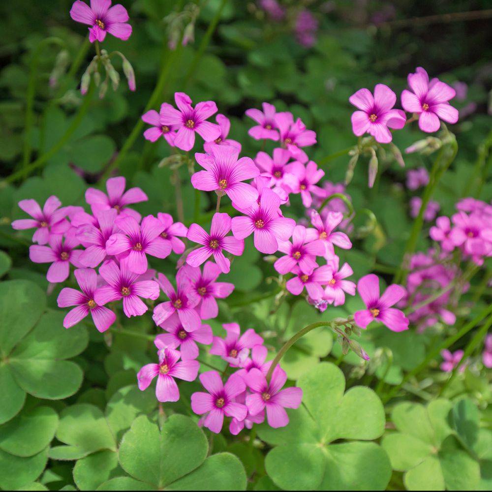 Oxalis floribunda rose