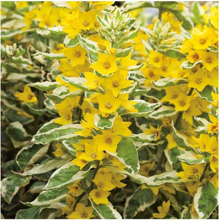 Lysimachia punctata golden alexander