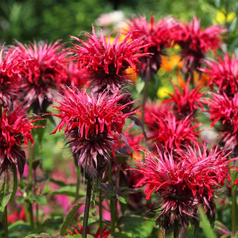 Monarde Mahogany Red - Monarda - Image 2