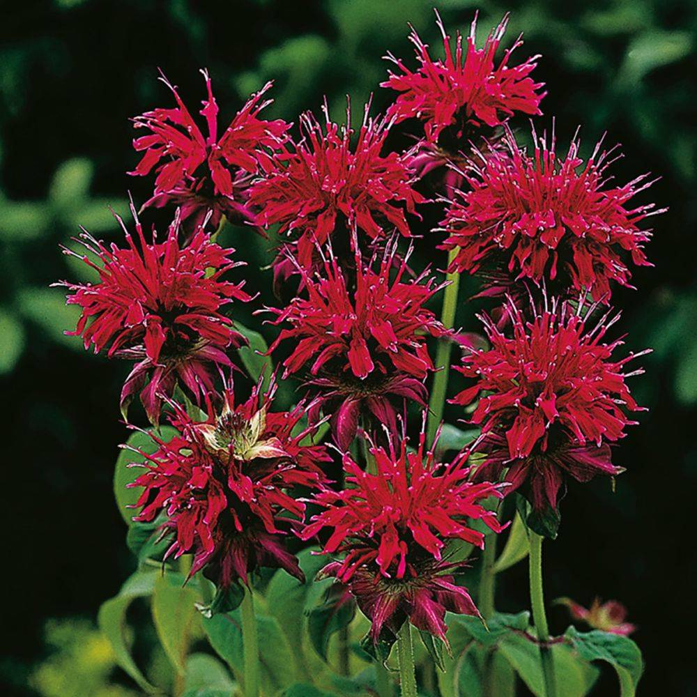 Monarde Mahogany Red - Monarda - Image 1