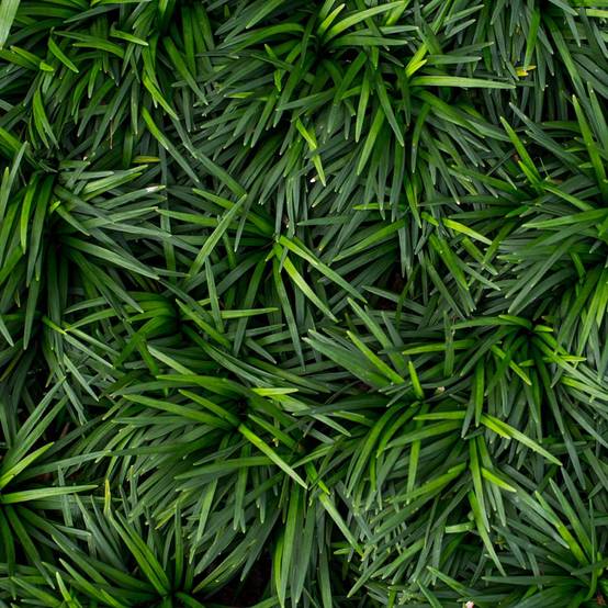 Ophiopogon vert - Ophiopogon japonicus