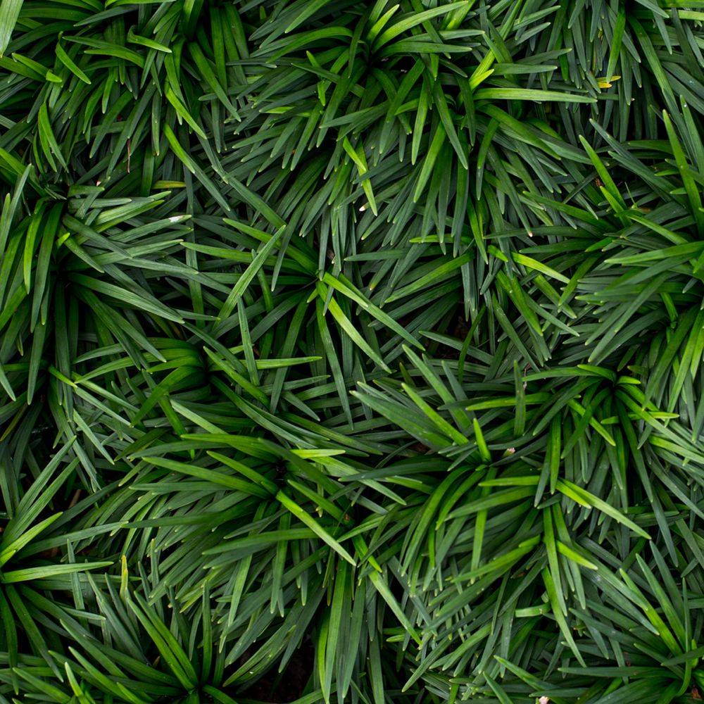 Ophiopogon vert - Ophiopogon japonicus