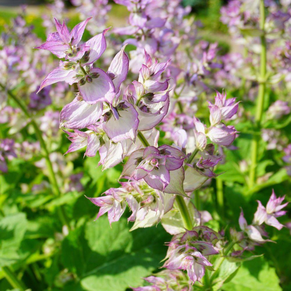 Sauge sclarée lot de 3 - Image 1