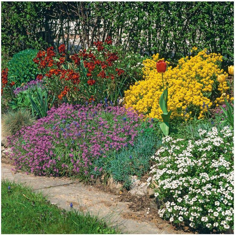 Alyssum saxatile - Image 3