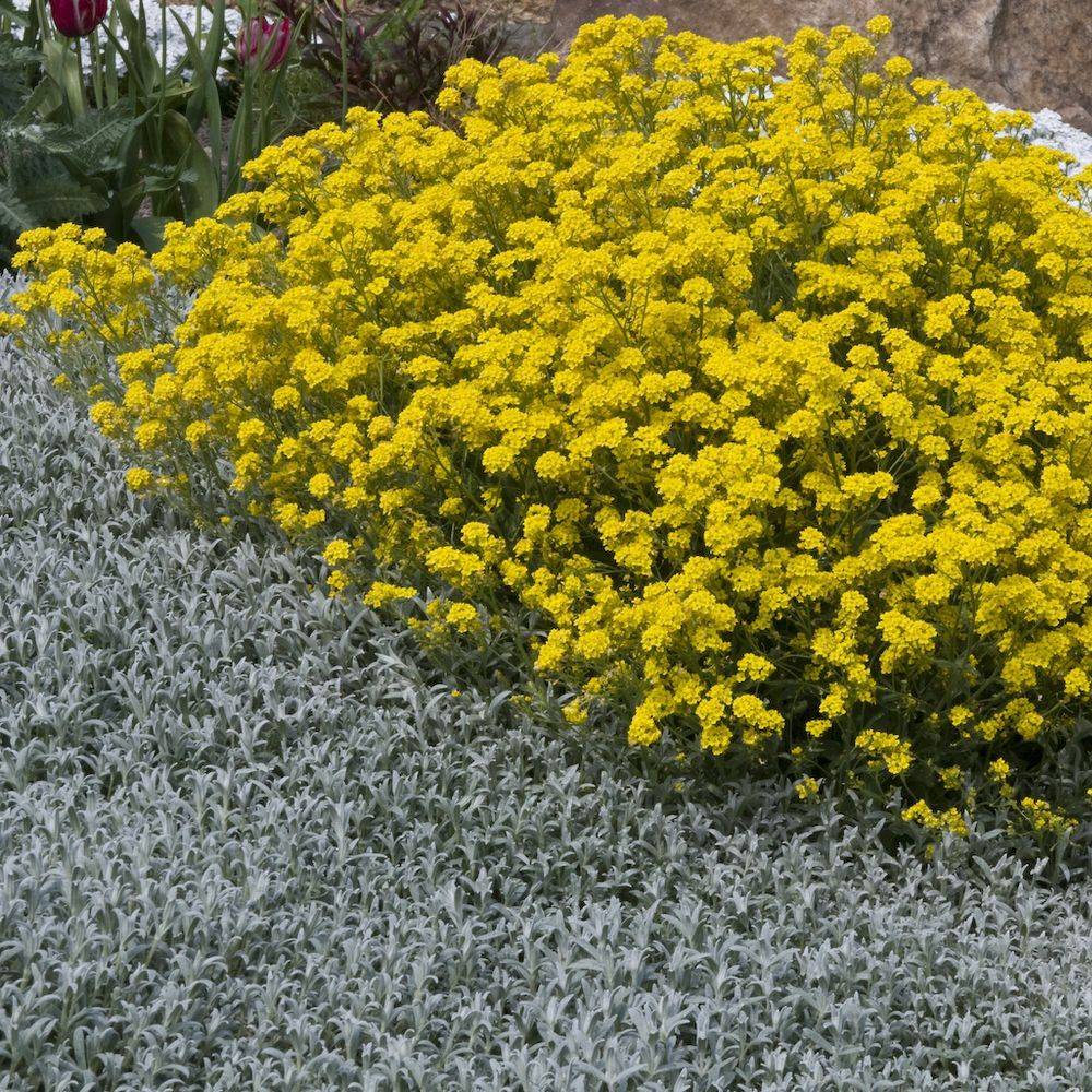 Alyssum saxatile - Image 4