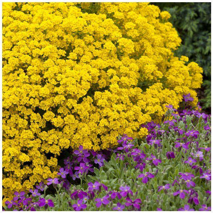 Alyssum saxatile - Image 5