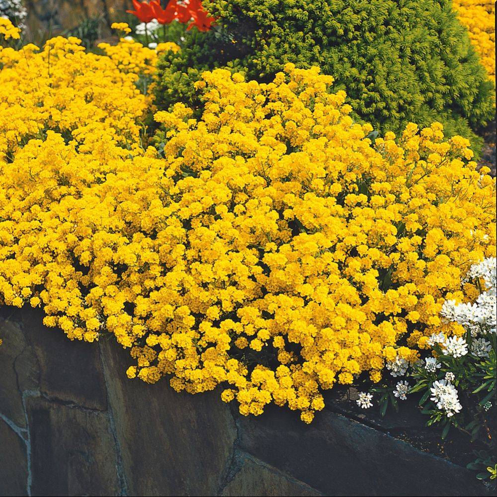 Alyssum saxatile - Image 2