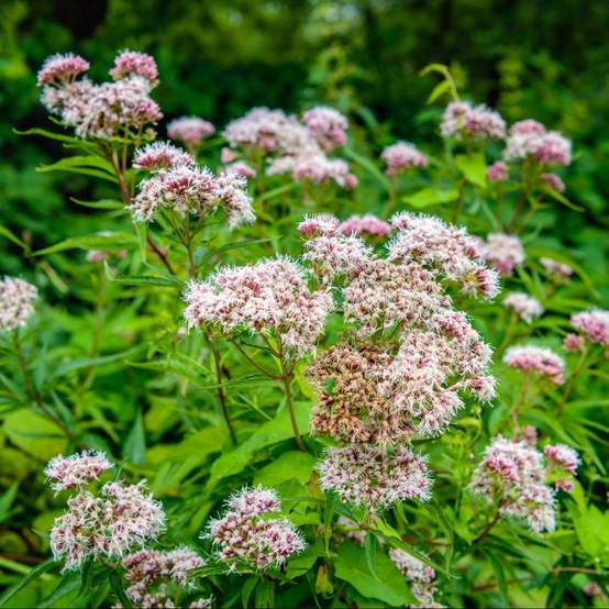 Valériane officinale