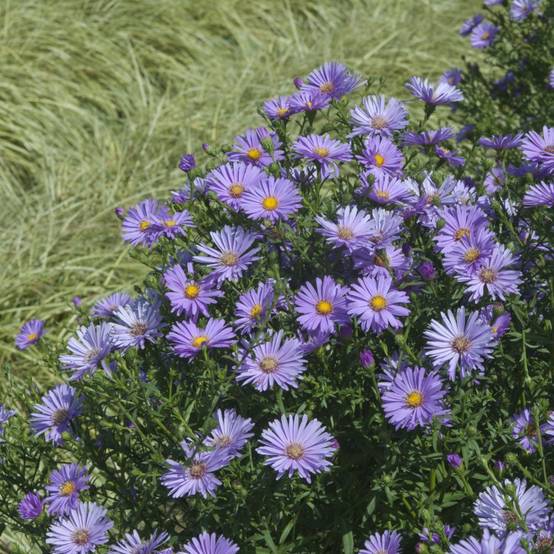 Aster d'automne 'Eventide' - Aster Novi-Belgii lot de 3 - Image 1