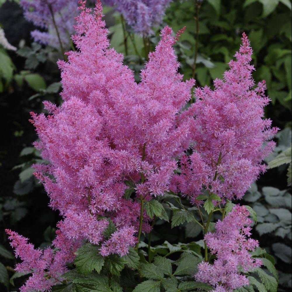 Astilbe chinensis pumila lot de 3 - Image 1