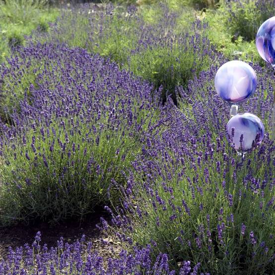 Lavande officinale 'Hidcote blue' - Lavande vraie - Image 6