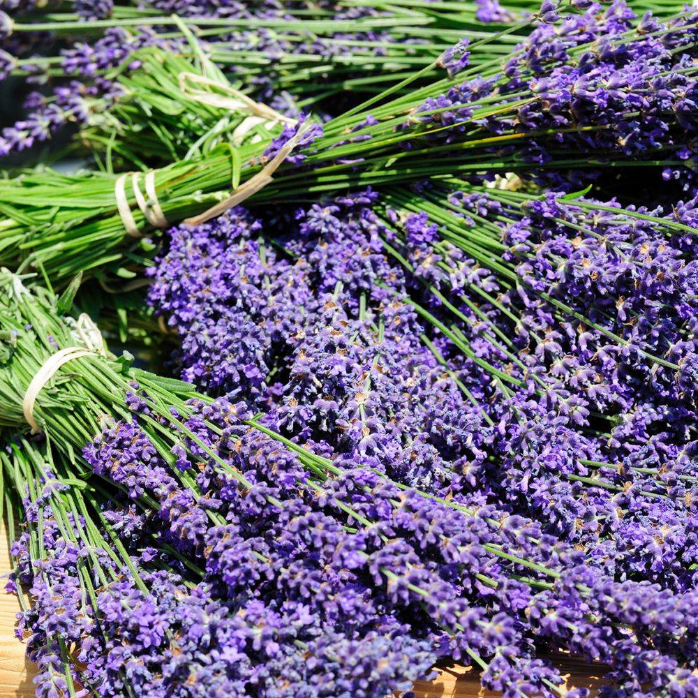 Lavande officinale 'Hidcote blue' - Lavande vraie - Image 8