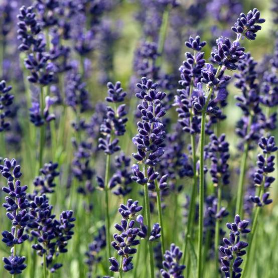 Lavande officinale 'Hidcote blue' - Lavande vraie - Image 9