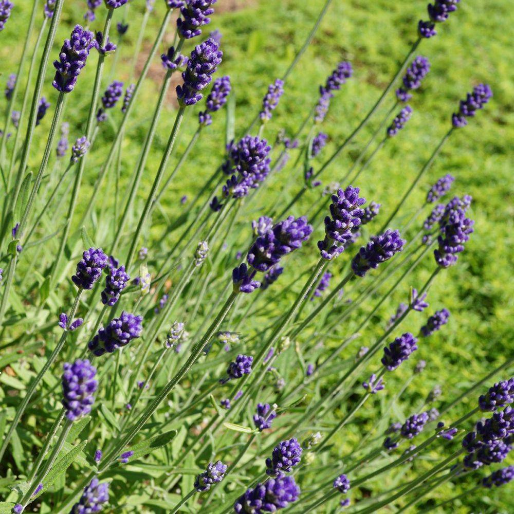 Lavande officinale 'Hidcote blue' - Lavande vraie - Image 2