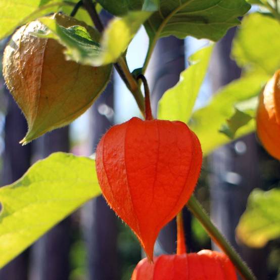 Physalis franchetii lot de 3 - Image 3