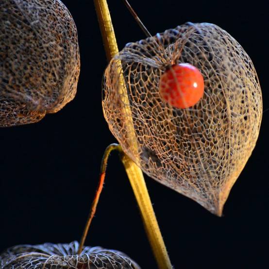 Physalis franchetii lot de 3 - Image 5
